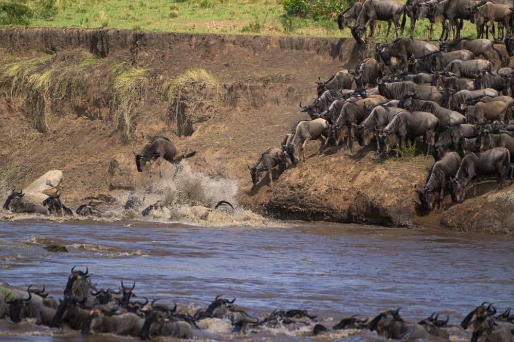 4 Days-Serengeti Wildebeest Migration Safari New